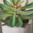 نبات عصاري صغير في أصيص - تيرا - 16 سم-household-gardenandoutdoor-artificialplants-succulents-image-2