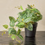 Stark Ivy Zebrina in Pot - 18 cm-binpromo_ALLBANKS_OMN_14032025-image-1