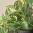 Stark Ivy Zebrina in Pot - 18 cm-binpromo_ALLBANKS_OMN_14032025-image-2
