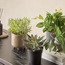 Stark Ivy Zebrina in Pot - 18 cm-binpromo_ALLBANKS_OMN_14032025-image-3