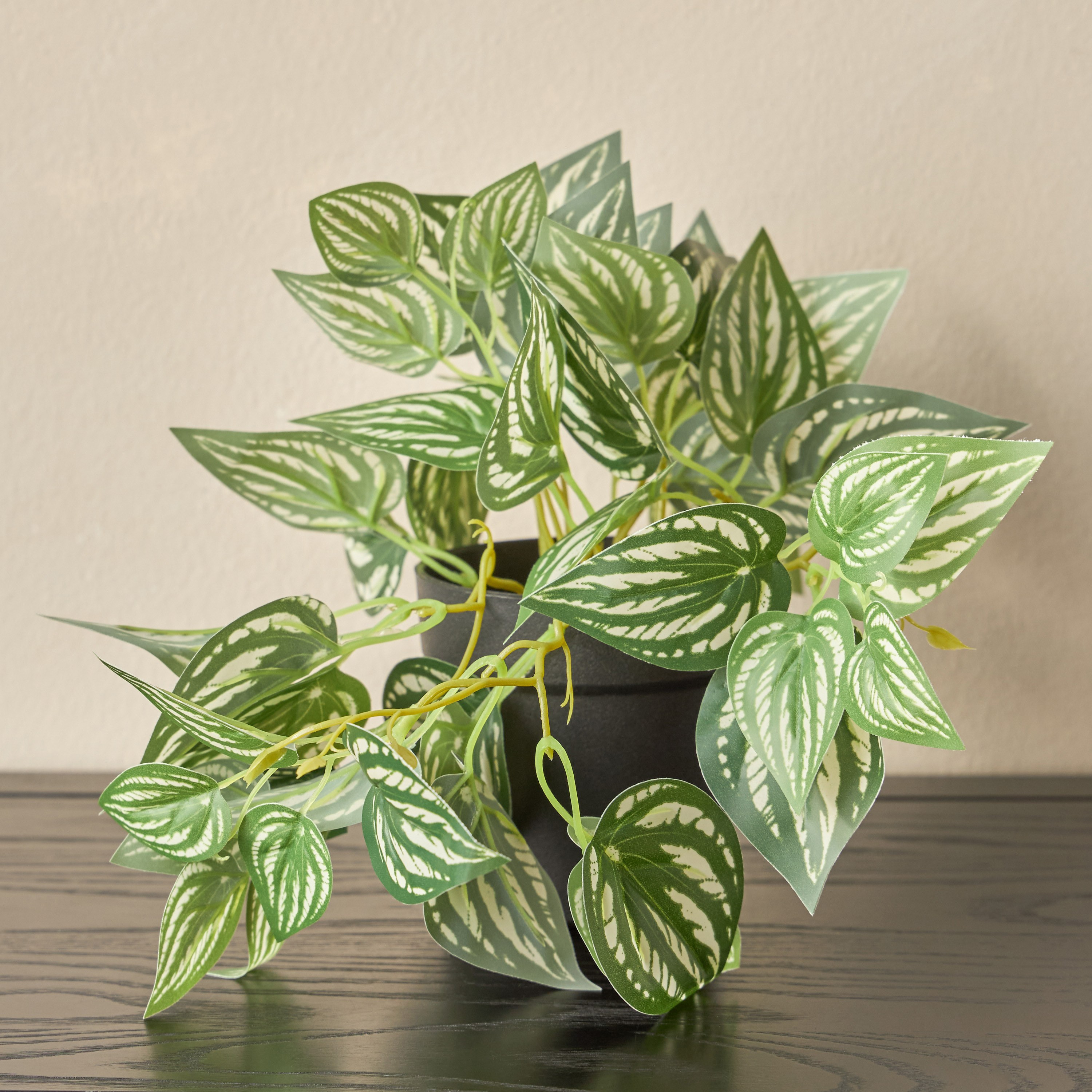Stark Ivy Watermelon Peperomia Plant in Pot - 18 cm-household-gardenandoutdoor-artificialplants-pottedplants-image-1
