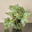 نبات بطيخ بيبيروميا لبلاب في إناء- ستارك - 18 سم-household-gardenandoutdoor-artificialplants-pottedplants-image-3