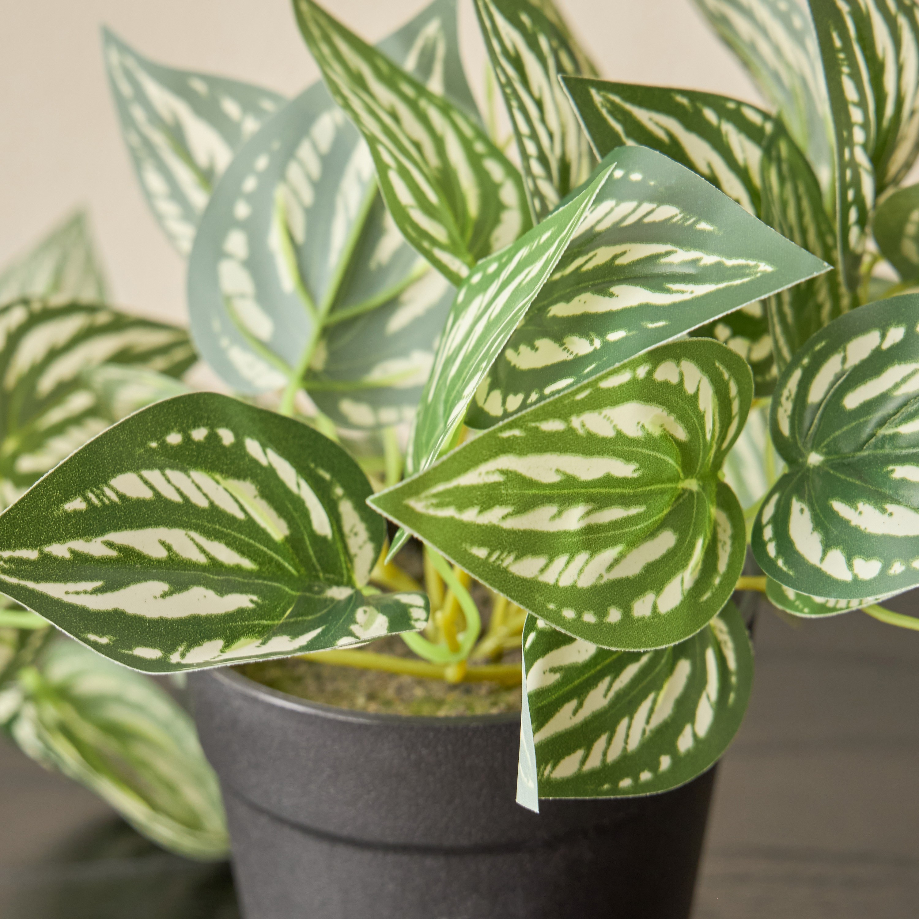 Stark Ivy Watermelon Peperomia Plant in Pot - 18 cm-household-gardenandoutdoor-artificialplants-pottedplants-image-2