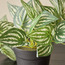 نبات بطيخ بيبيروميا لبلاب في إناء- ستارك - 18 سم-household-gardenandoutdoor-artificialplants-pottedplants-image-2