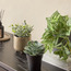 نبات بطيخ بيبيروميا لبلاب في إناء- ستارك - 18 سم-household-gardenandoutdoor-artificialplants-pottedplants-image-1