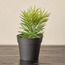 Stark Succulent in Pot - 10 cm-household-gardenandoutdoor-artificialplants-succulents-image-1