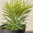 Stark Succulent in Pot - 10 cm-household-gardenandoutdoor-artificialplants-succulents-image-2