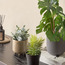 Stark Succulent in Pot - 10 cm-household-gardenandoutdoor-artificialplants-succulents-image-3