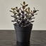 نبات عصاري في أصيص - ستارك - 17 سم-household-gardenandoutdoor-artificialplants-succulents-image-3