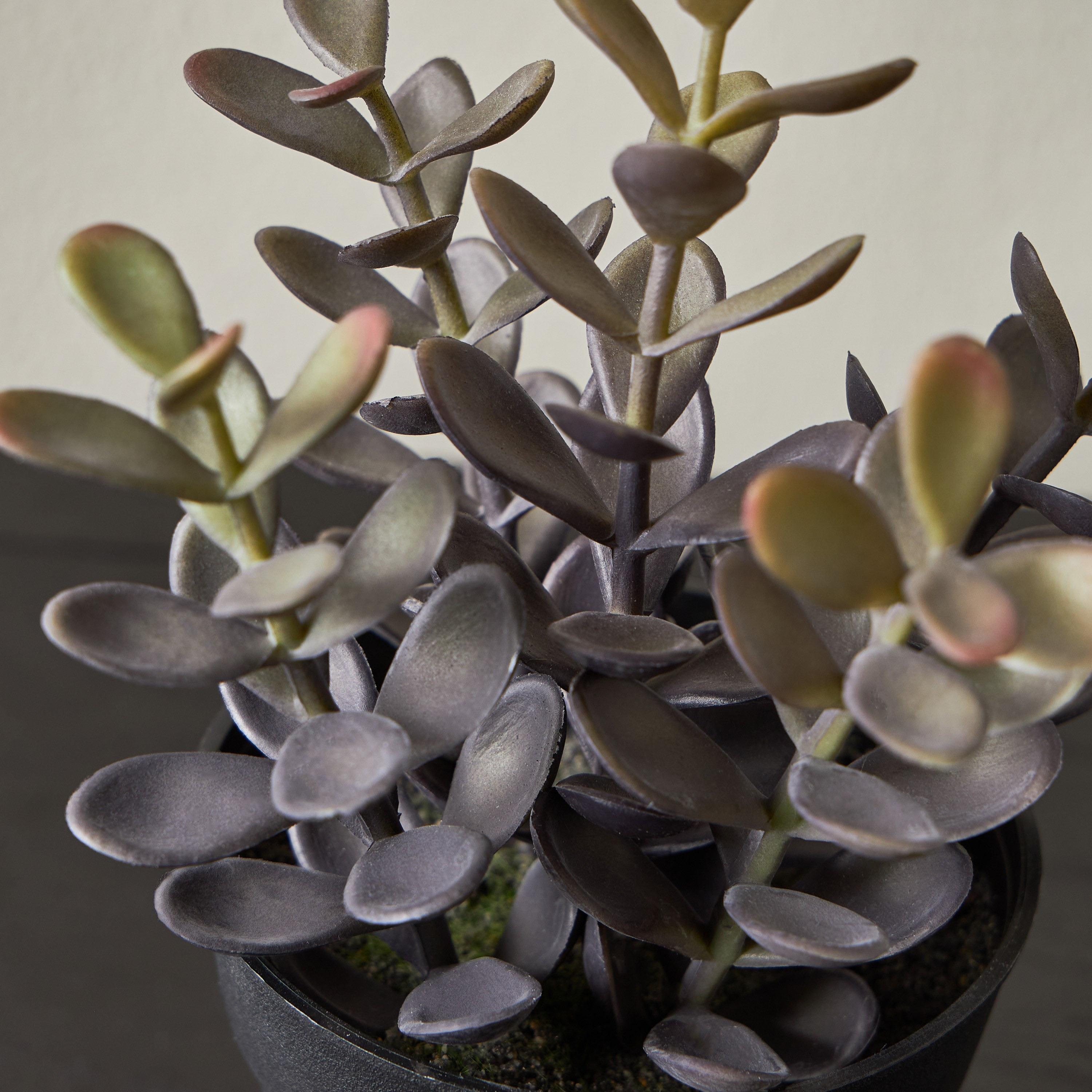Stark Succulent with Pot - 17 cm-household-gardenandoutdoor-artificialplants-succulents-image-2
