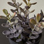 نبات عصاري في أصيص - ستارك - 17 سم-household-gardenandoutdoor-artificialplants-succulents-image-2