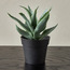 Stark Agave Plant with Pot - 19 cm-household-gardenandoutdoor-artificialplants-succulents-image-1