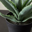 Stark Agave Plant with Pot - 19 cm-household-gardenandoutdoor-artificialplants-succulents-image-2