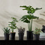 Stark Agave Plant with Pot - 19 cm-household-gardenandoutdoor-artificialplants-succulents-image-3