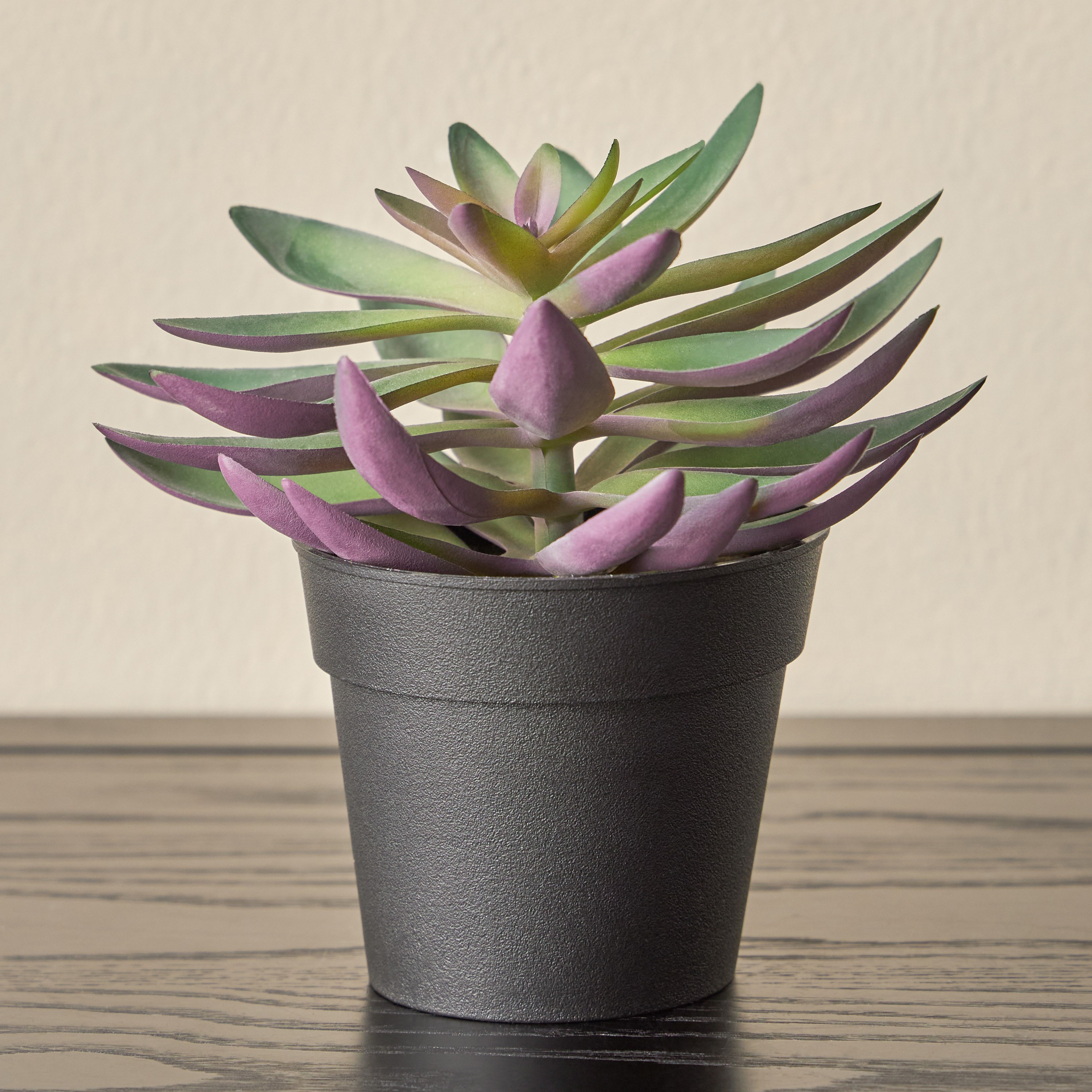 Stark Succulent with Pot - 17 cm-household-gardenandoutdoor-artificialplants-succulents-image-1