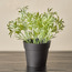 Stark Shrub in Pot - 18 cm-household-gardenandoutdoor-artificialplants-pottedplants-image-1