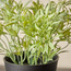 Stark Shrub in Pot - 18 cm-household-gardenandoutdoor-artificialplants-pottedplants-image-2