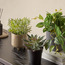Stark Shrub in Pot - 18 cm-household-gardenandoutdoor-artificialplants-pottedplants-image-3