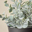 Stark Shrub in Pot - 19 cm-household-gardenandoutdoor-artificialplants-pottedplants-image-2