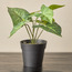 نبات أروهيد سنجونيوم في إصيص- ستارك - 13 سم-household-gardenandoutdoor-artificialplants-pottedplants-image-6