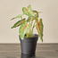 Stark Arrowhead Syngonium in Pot - 13 cm-household-gardenandoutdoor-artificialplants-pottedplants-image-1