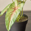 Stark Arrowhead Syngonium in Pot - 13 cm-household-gardenandoutdoor-artificialplants-pottedplants-image-2