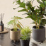 Stark Arrowhead Syngonium in Pot - 13 cm-household-gardenandoutdoor-artificialplants-pottedplants-image-3