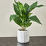 Steph Philodendron Plant with Pot - 46 cm-household-gardenandoutdoor-artificialplants-pottedplants-image-1