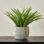 نبات نخيل باندان بإناء زرع - باركا - 53 سم-household-gardenandoutdoor-artificialplants-pottedplants-image-3