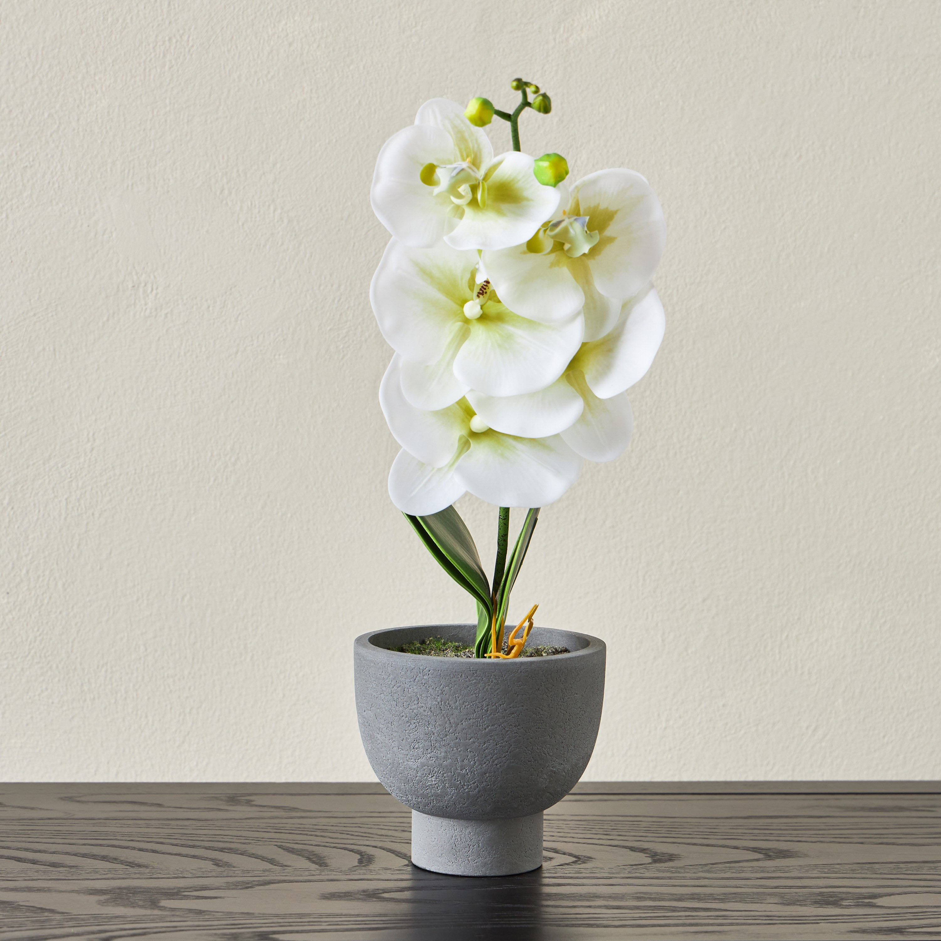 Terra Orchid Footed Pot - 17 cm-household-gardenandoutdoor-artificialflowersandplants-flowers-image-1
