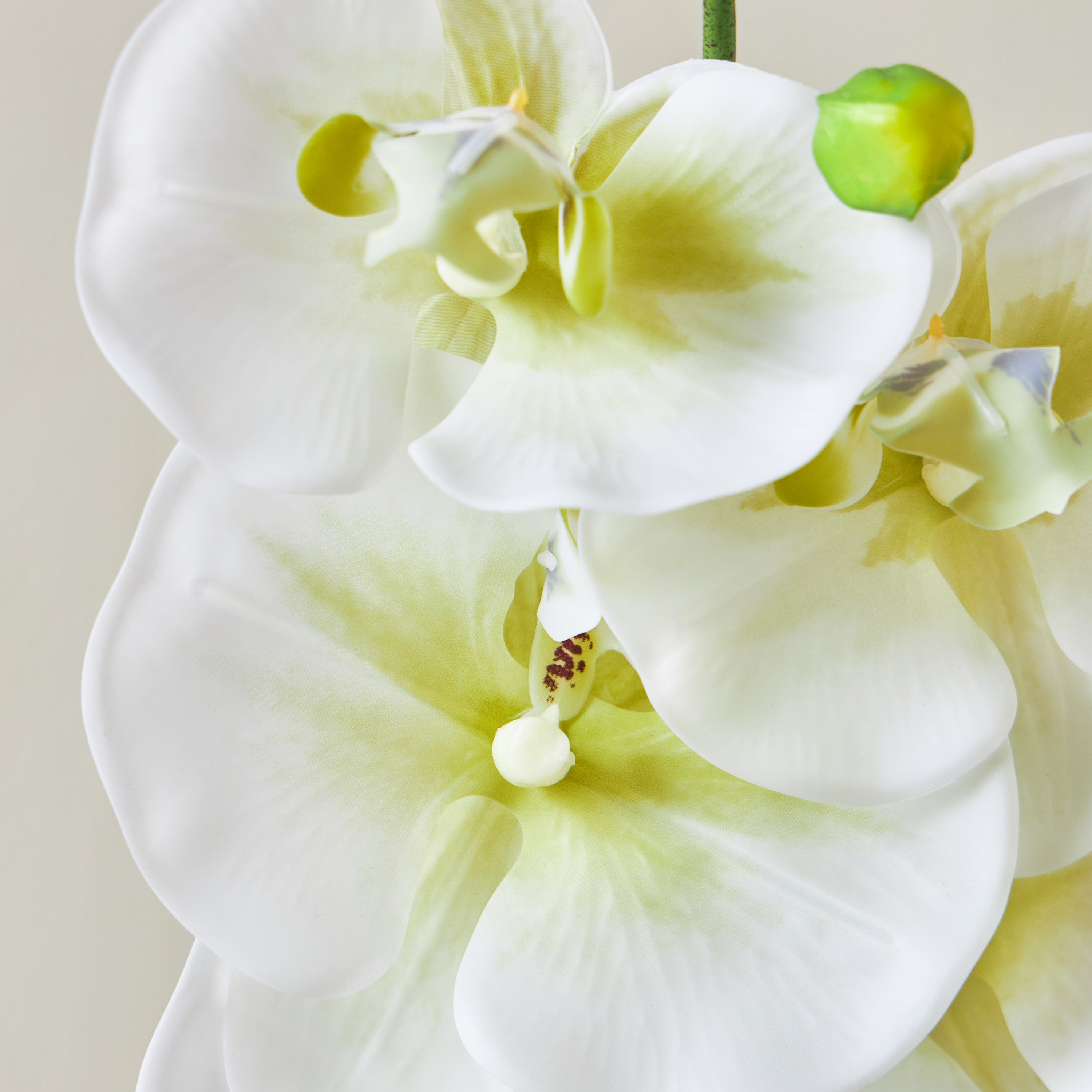 Terra Orchid Footed Pot - 17 cm-household-gardenandoutdoor-artificialflowersandplants-flowers-image-3