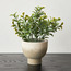 Terra Shrub in Footed Pot - 18 cm-binpromo_ALLBANKS_OMN_14032025-image-1