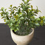 Terra Shrub in Footed Pot - 18 cm-binpromo_ALLBANKS_OMN_14032025-image-2