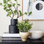 Terra Shrub in Footed Pot - 18 cm-binpromo_ALLBANKS_OMN_14032025-image-3