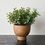 Terra Shrub in Footed Pot - 20 cm-household-gardenandoutdoor-artificialplants-pottedplants-image-1