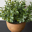 Terra Shrub in Footed Pot - 20 cm-household-gardenandoutdoor-artificialplants-pottedplants-image-2