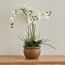 Sierra Orchid in Pot - 53 cm-binpromo_ALLBANKS_OMN_14032025-image-1