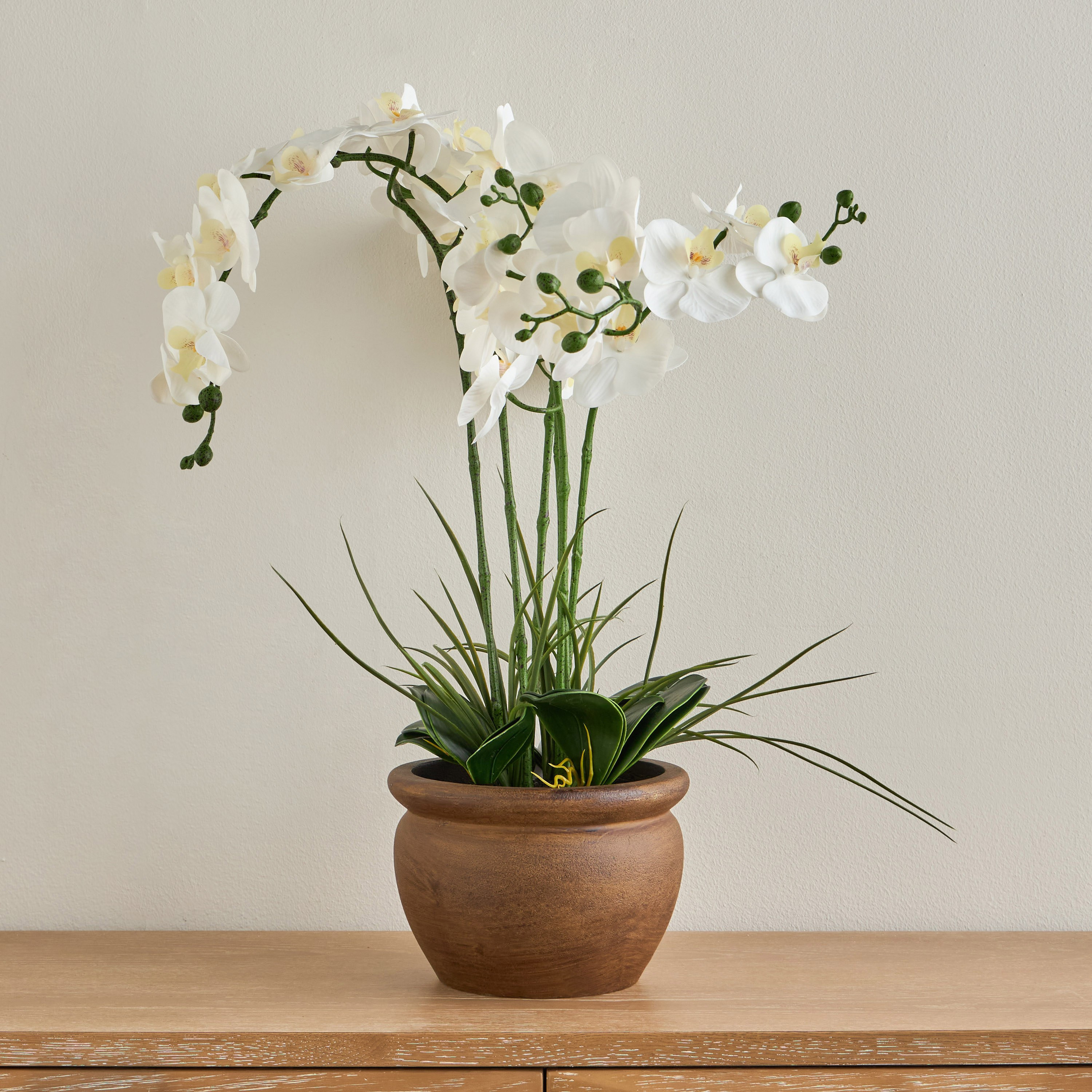 Sierra Orchid in Pot - 53 cm