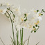 Sierra Orchid in Pot - 53 cm-binpromo_ALLBANKS_OMN_14032025-image-2