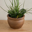 Sierra Orchid in Pot - 53 cm-binpromo_ALLBANKS_OMN_14032025-image-3