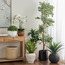 Sierra Orchid in Pot - 53 cm-binpromo_ALLBANKS_OMN_14032025-image-4