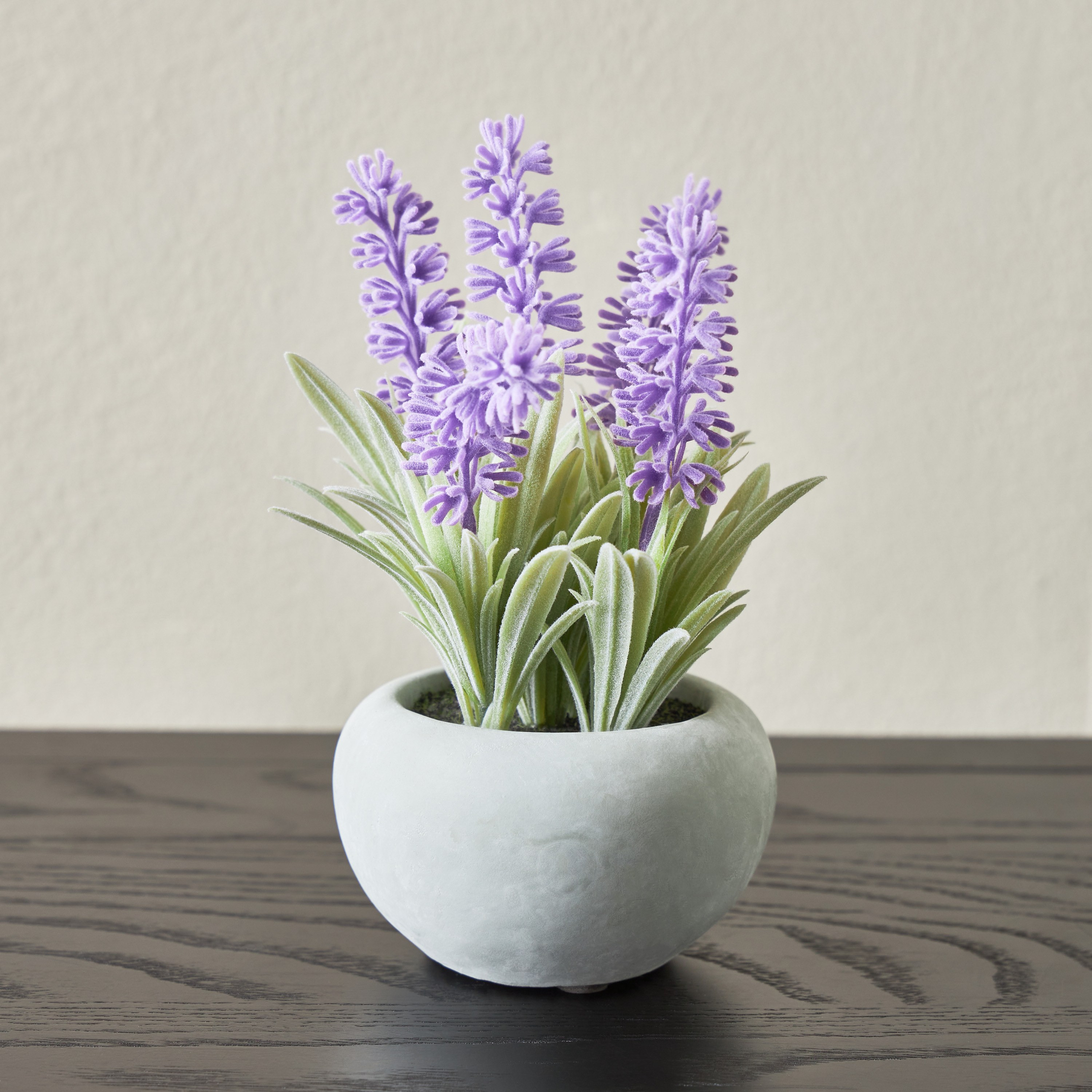 Pixie Lavender Plant with Pot - 13 cm-household-gardenandoutdoor-artificialflowersandplants-flowers-image-1