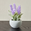 Pixie Lavender Plant with Pot - 13 cm-household-gardenandoutdoor-artificialflowersandplants-flowers-image-1
