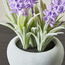 Pixie Lavender Plant with Pot - 13 cm-household-gardenandoutdoor-artificialflowersandplants-flowers-image-2