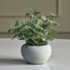 Pixie Eucalyptus Plant in Pot - 13 cm-household-gardenandoutdoor-artificialplants-pottedplants-image-1