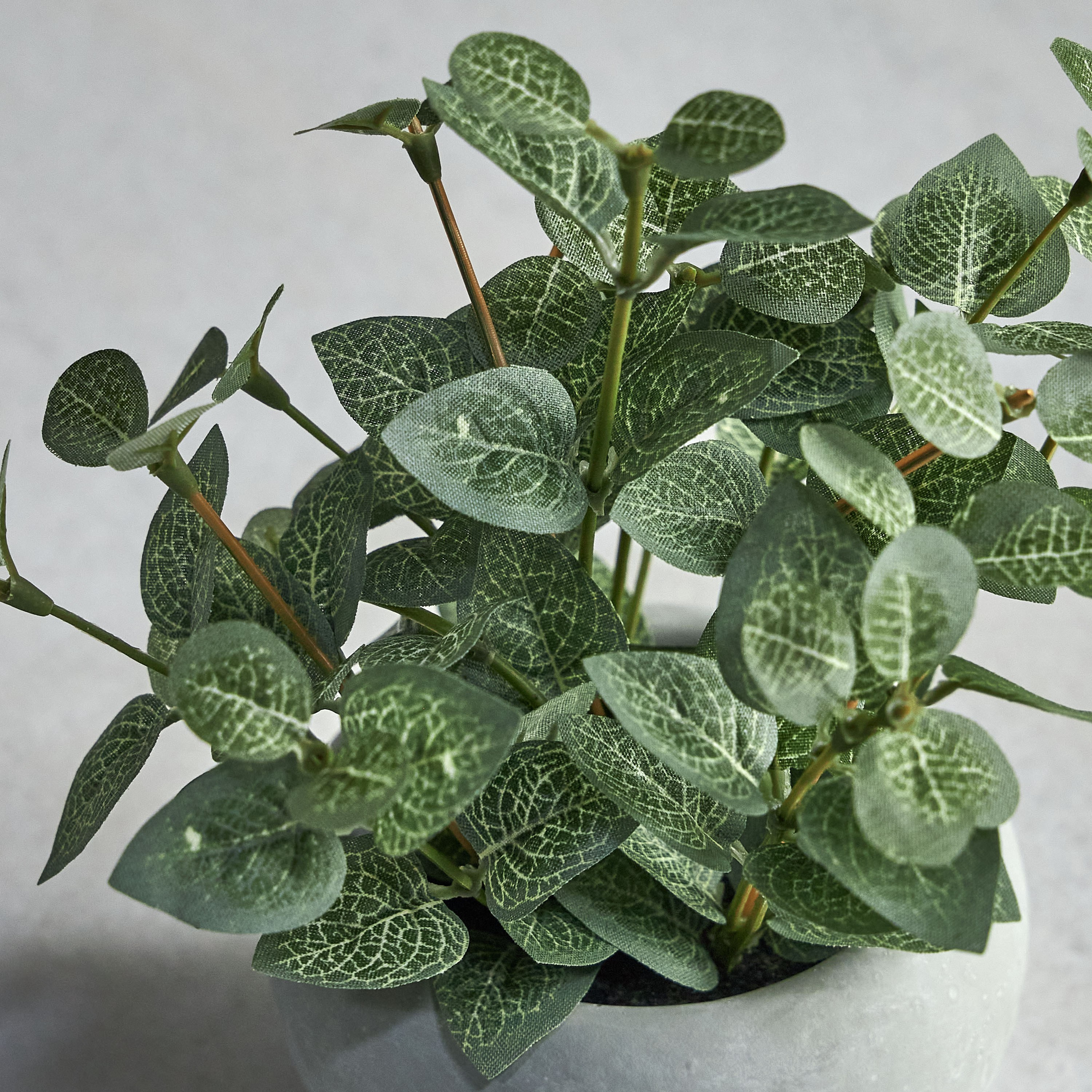 Pixie Eucalyptus Plant in Pot - 13 cm-household-gardenandoutdoor-artificialplants-pottedplants-image-2