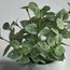 Pixie Eucalyptus Plant in Pot - 13 cm-household-gardenandoutdoor-artificialplants-pottedplants-image-2