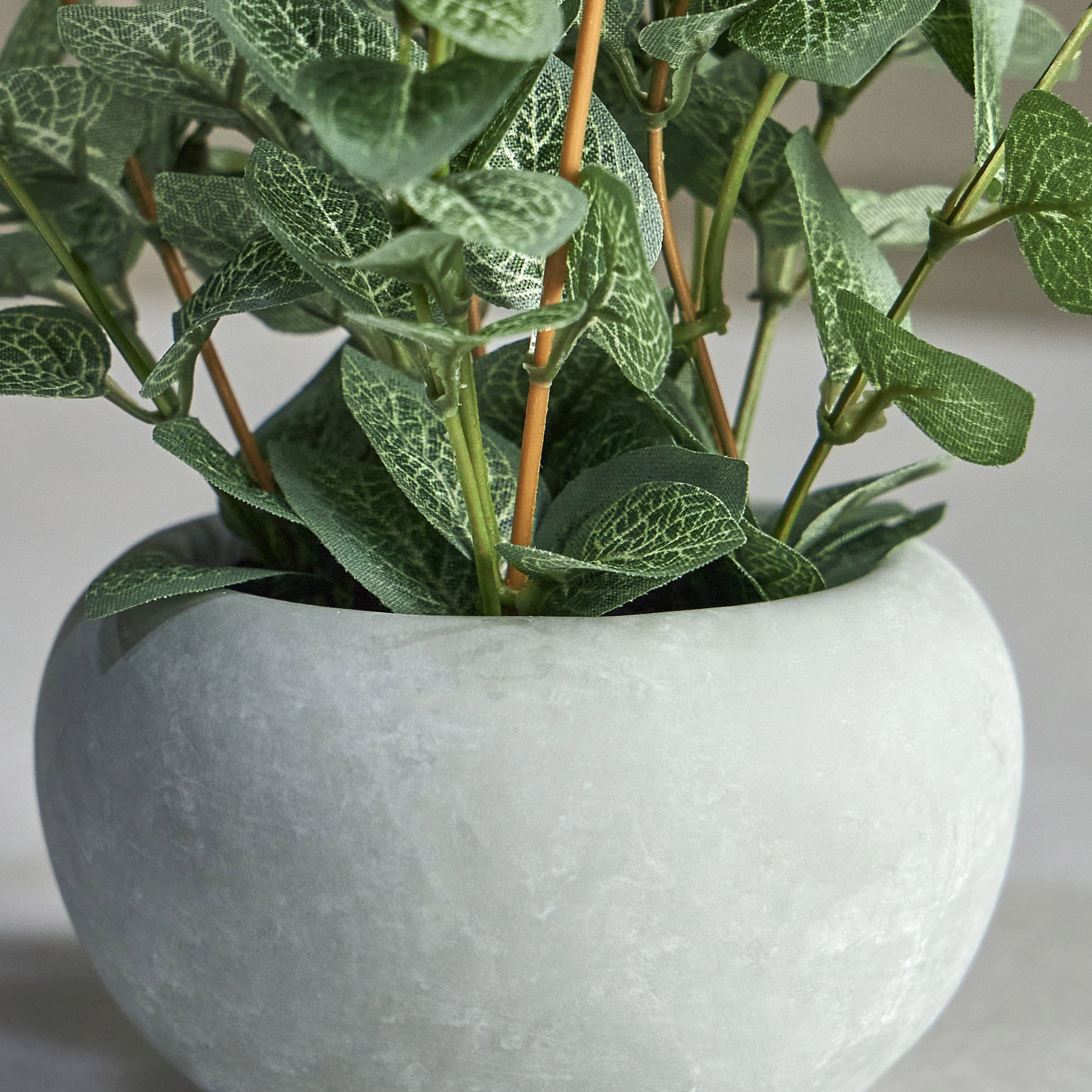 Pixie Eucalyptus Plant in Pot - 13 cm-household-gardenandoutdoor-artificialplants-pottedplants-image-3