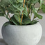 Pixie Eucalyptus Plant in Pot - 13 cm-household-gardenandoutdoor-artificialplants-pottedplants-image-3