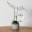 نبات أوركيد في إناء سيراميك - تيرا - 60 سم-household-gardenandoutdoor-artificialflowersandplants-flowers-image-4